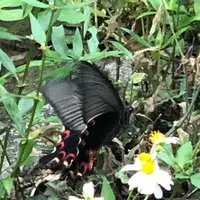 バンナ公園の写真・動画_image_382667
