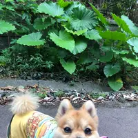 バンナ公園の写真・動画_image_382668