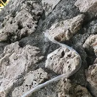 玉取崎展望台の写真・動画_image_382677