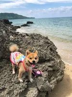 伊原間サビチ鍾乳洞の写真・動画_image_382701