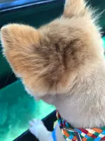 石垣島の写真・動画_image_382707