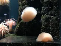 鶴岡市立加茂水族館（クラゲドリーム館）の写真・動画_image_382926