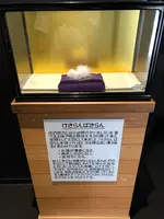 鶴岡市立加茂水族館（クラゲドリーム館）の写真・動画_image_382927