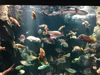 鶴岡市立加茂水族館（クラゲドリーム館）の写真・動画_image_382933