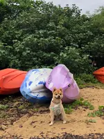 ヒルギ群落の写真・動画_image_382951