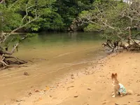 ヒルギ群落の写真・動画_image_382952