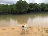 ヒルギ群落の写真・動画_image_382953