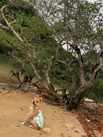 ヒルギ群落の写真・動画_image_382954