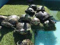 道の駅紀宝町ウミガメ公園の写真・動画_image_383307