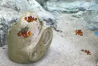 道の駅紀宝町ウミガメ公園の写真・動画_image_383308