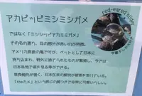 道の駅紀宝町ウミガメ公園の写真・動画_image_383310
