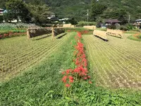 彼岸花の里の写真・動画_image_383837