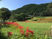 彼岸花の里の写真・動画_image_383838