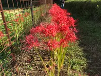 彼岸花の里の写真・動画_image_383885