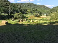 彼岸花の里の写真・動画_image_383886