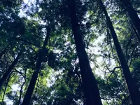 丸池様の写真・動画_image_383973