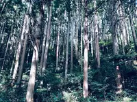 丸池様の写真・動画_image_383976