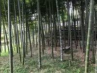 天王森泉公園の写真・動画_image_384822