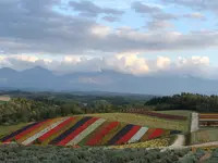 四季彩の丘の写真・動画_image_384935