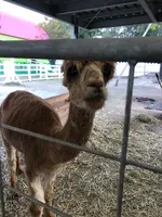 アルパカ牧場の写真・動画_image_384936