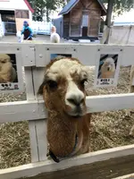 アルパカ牧場の写真・動画_image_384937