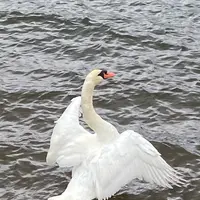 山中湖の写真・動画_image_385215