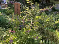 天龍寺の写真・動画_image_385713