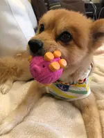 カフーリゾートフチャク コンドホテルの写真・動画_image_386060