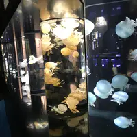鶴岡市立加茂水族館（クラゲドリーム館）の写真・動画_image_386777