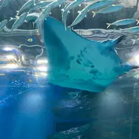 マクセル アクアパーク品川の写真・動画_image_386807