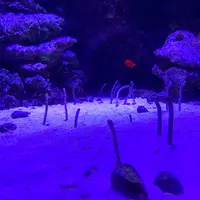マクセル アクアパーク品川の写真・動画_image_386808