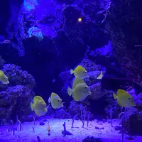 マクセル アクアパーク品川の写真・動画_image_386809