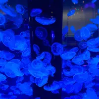 マクセル アクアパーク品川の写真・動画_image_386822