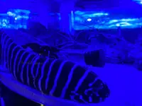 マクセル アクアパーク品川の写真・動画_image_386829