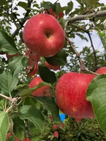 斉藤りんご園の写真・動画_image_388184