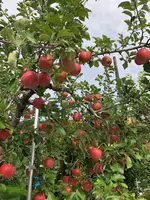 斉藤りんご園の写真・動画_image_388186