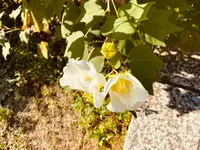 瑞泉寺の写真・動画_image_389201
