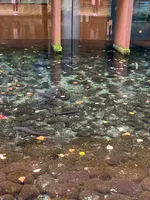 山梨県立 富士湧水の里 水族館（森の水族館）の写真・動画_image_390516