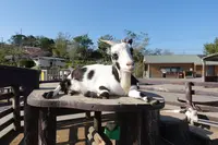 マザー牧場の写真・動画_image_391059