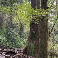 高尾山の写真・動画_image_391471