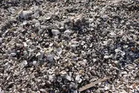 たてやま・海辺の鑑定団｜シュノーケリング・自然体験の写真・動画_image_391734