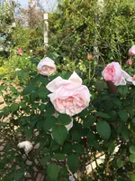 神奈川県立花と緑のふれあいセンター 花菜ガーデンの写真・動画_image_391869