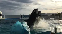 鴨川シーワールドの写真・動画_image_391947