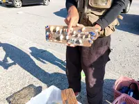 たてやま・海辺の鑑定団｜シュノーケリング・自然体験の写真・動画_image_391957