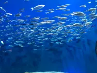 マリホ水族館の写真・動画_image_392593