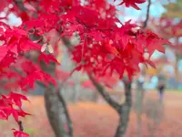 旭日丘湖畔緑地公園の写真・動画_image_393488