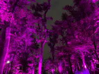 チームラボ どんぐりの森の呼応する生命の写真・動画_image_394532