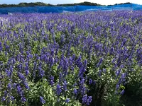 あわじ花さじきの写真・動画_image_394940