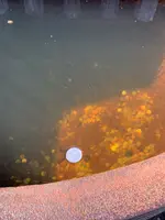 金刀比羅宮（こんぴらさん）の写真・動画_image_395276