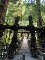 祖谷のかずら橋の写真・動画_image_395357